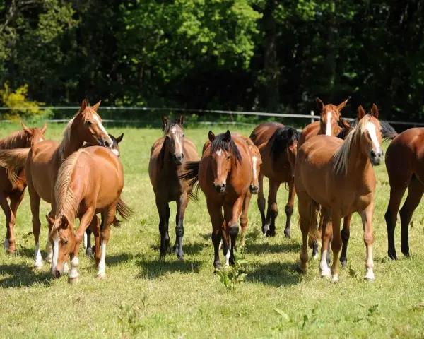 Un troupeau de chevaux bruns dans un pré verdoyant, profitant d'une retraite paisible.