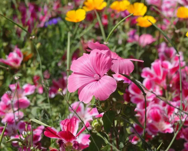 Eine bunte Blumenwiese mit leuchtend pinken und gelben Blüten, die an ein gelungenes Projekt zum Blumenwiese anlegen erinnert.