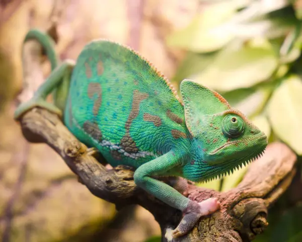 Zielony kameleon z brązowymi plamami siedzi na gałęzi. Zastanawiasz się, ile żyje kameleon? Ten osobnik wygląda na zdrowego i pełnego życia.