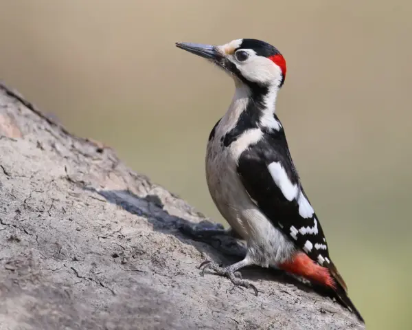 Dzięcioł białoszyi z czerwonym czubkiem na głowie siedzi na pniu drzewa, wypatrując owadów.
