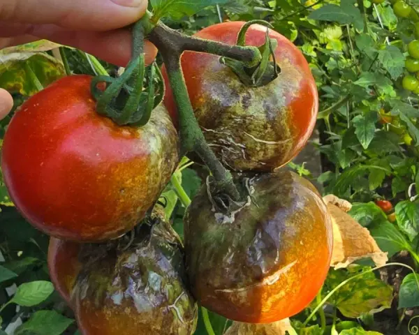 Grudki na pomidorach, objawy chorób pomidorów. Zgnilizna i plamy na dojrzewających owocach.