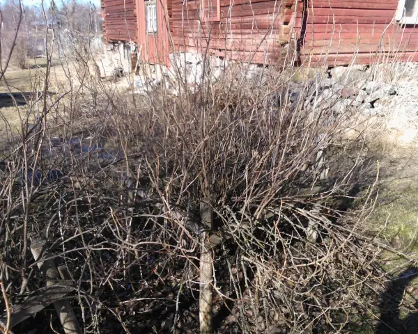 En buske med många tunna grenar, redo att klippa röda vinbär. Bakom syns ett rött trähus.