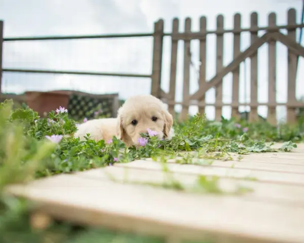 Ile kosztuje mały golden retriever? Sprawdź ceny i czynniki wpływające na koszt