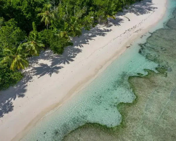 Rajska plaża z palmami i turkusową wodą. Czy Seszele są bezpieczne? Tak, to idealne miejsce na spokojny wypoczynek.
