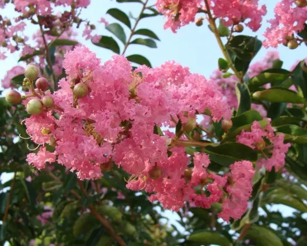 Kwitnąca lagerstroemia w Polsce, z pąkami i zielonymi liśćmi na tle błękitnego nieba.