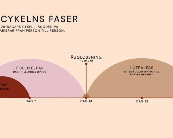 Grafisk illustration av menscykelns faser: mens, follikelfas, ägglossning och lutealfas.