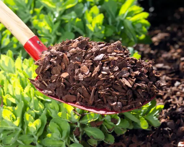 Schaufel voller Rindenmulch, bereit für neue Garten Ideen. Perfekt für Beete und Wege.