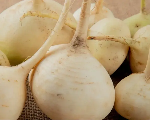 Grupka świeżych, białych rzep na płóciennym tle. Ich korzenie i łodyżki dodają naturalnego uroku.
