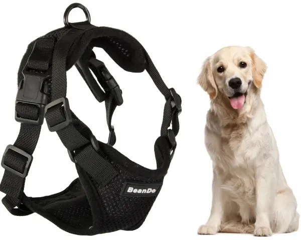 Obroża czy szelki dla golden retrievera – co wybrać dla psa?
