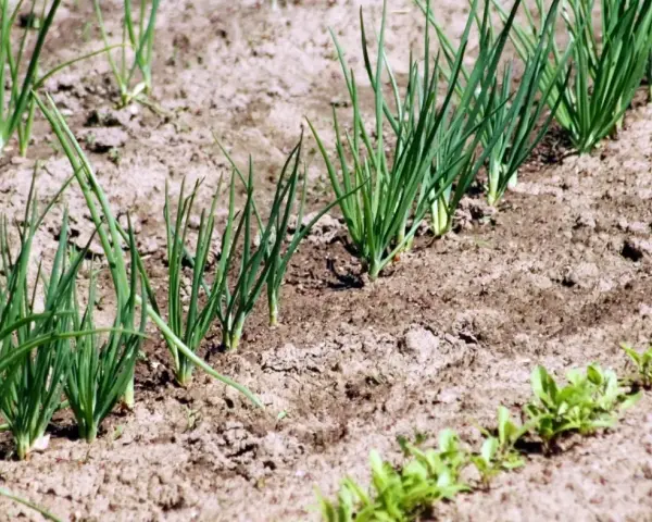 Młode szczypiorki rosną w rzędach na ziemi. Zastanawiasz się, co siać po cebuli? Oto odpowiedź w naturze.