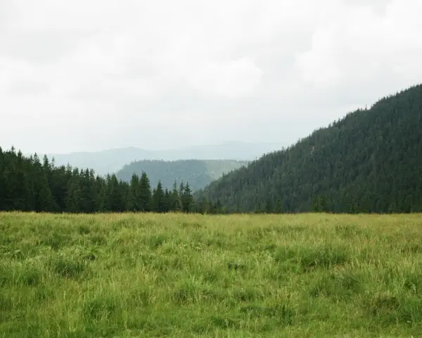 Zielona, bujna trawa na łąkach trwałych, co to znaczy? To naturalne, nieuprawiane tereny, otoczone lasem i górami.