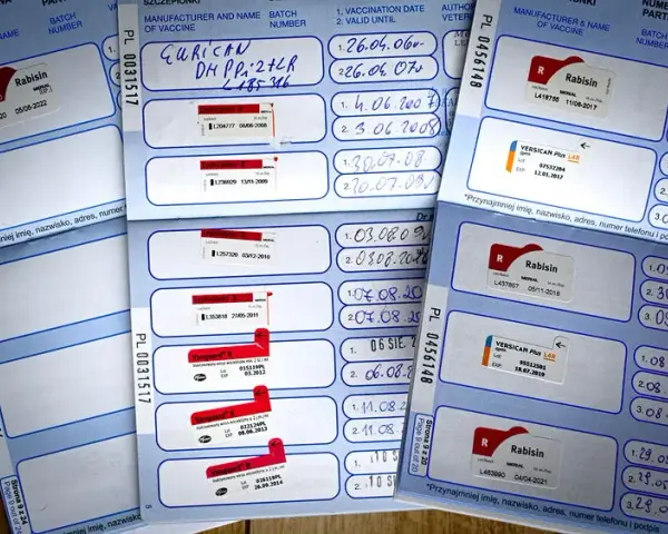 Ile czeka się na paszport dla psa? Sprawdź, by uniknąć opóźnień