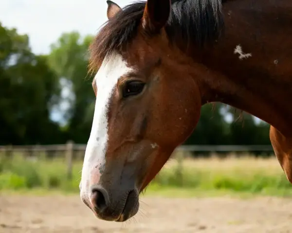 Profil d'un cheval brun avec une large liste blanche sur le nez. Il est dans un pré, le crépuscule approche.