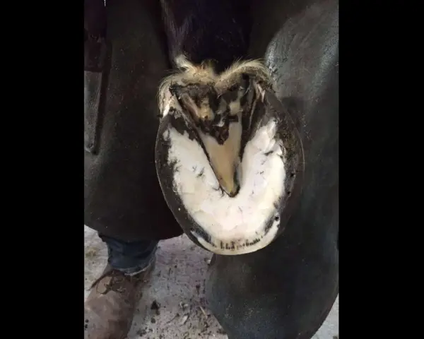 Gros plan sur un pied de cheval soigné, montrant la sole blanche et le sabot sain, contrastant avec l'idée d'un pied pourris.