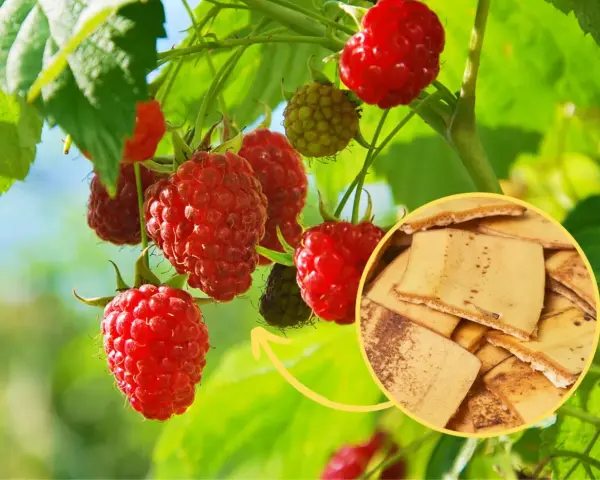 Jakie nawozy pod maliny letnie zapewnią zdrowe owoce i wzrost?