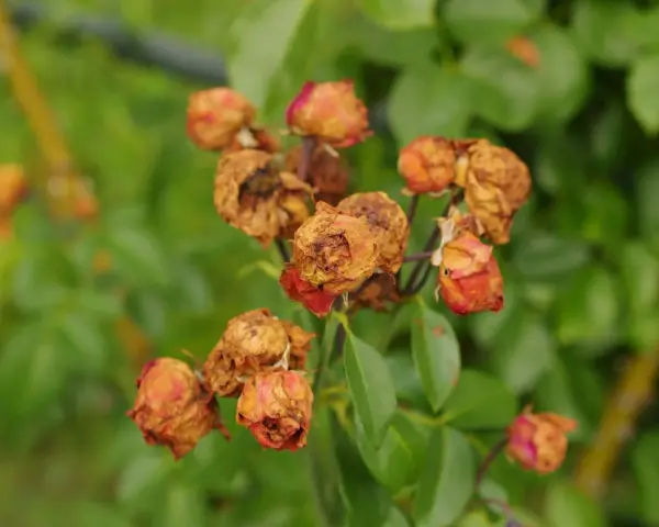Fleurs de roses desséchées, signe d'une maladie des rosiers. Peut-être un remède de grand-mère pourrait les sauver.
