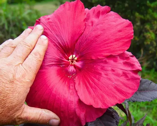Una mano toca una enorme flor de escorpio de color rosa intenso, mostrando su tamaño y delicados pétalos.