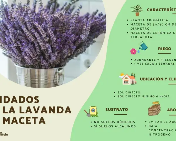 Ramo de lavanda en maceta metálica, con consejos sobre cuidados: riego, ubicación, sustrato y abono.