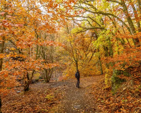 Senderismo en un bosque otoñal de Guadalajara, con hojas doradas y naranjas cubriendo el camino. Una tejera negra se alza entre los árboles.