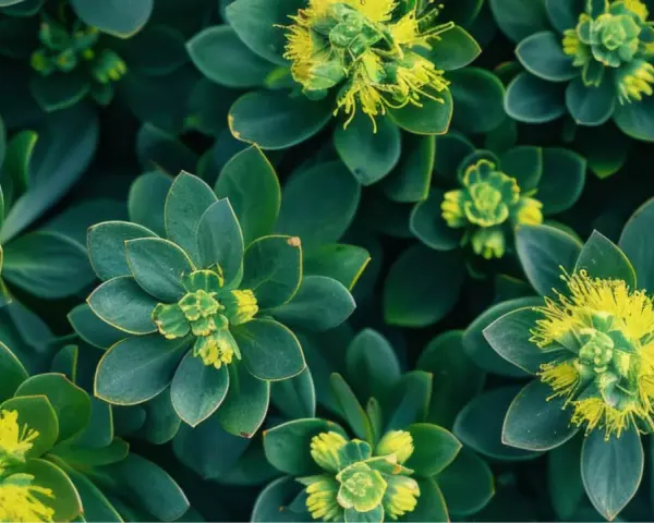 Plantes vertes aux feuilles épaisses et succulentes, avec de petites fleurs jaunes au centre. Une belle vue de la rhodiola rosea.