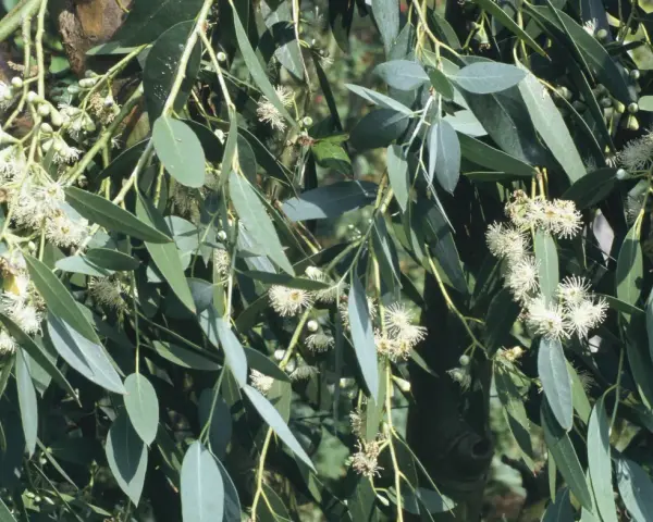 Eukalyptus vermehren: zarte weiße Blüten und lange, graugrüne Blätter an einem Ast.