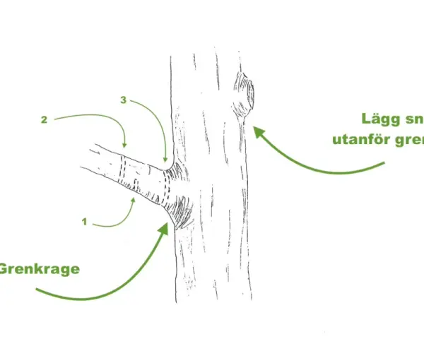 Illustration visar hur man beskär grenar. Grenkragen markeras, och snittet läggs utanför den för att buskar ska läka fint.