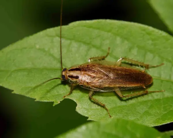 Cucaracha marrón sobre hoja verde. El ozono mata las cucarachas, pero esta parece estar bien.