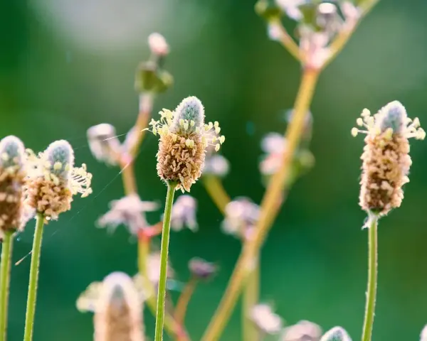 Fleurs de psyllium blond, aux épis brunâtres et aux petites fleurs blanches, se dressent sur des tiges fines dans un champ verdoyant.