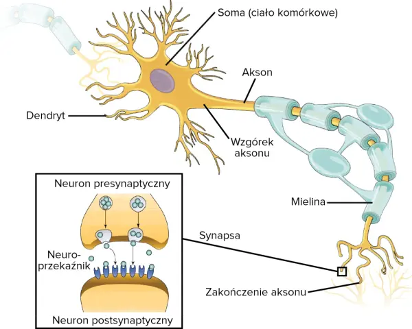 Schemat budowy neuronów: dendryty, soma, akson z osłonką mielinową, zakończenie aksonu i synapsa z neuroprzekaźnikami.