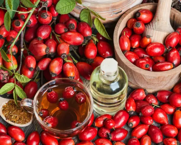 Frische Hagebutten, Tee, Öl und getrocknete Früchte – alles für leckere Hagebutten Rezepte.