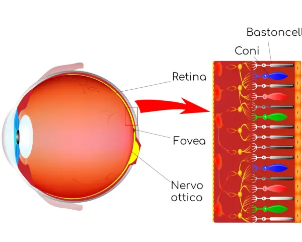 Illustrazione dell'occhio e della retina, con dettagli su coni e bastoncelli. Le cause della retinite pigmentosa sono legate a difetti in queste cellule.