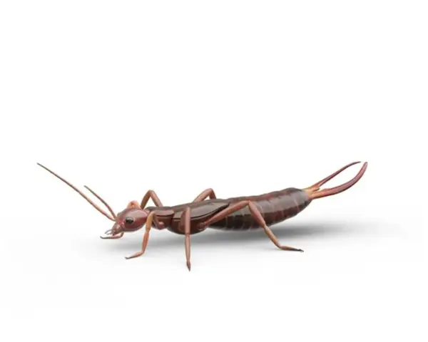 Un insecto tijereta de color marrón rojizo, con antenas largas y pinzas distintivas en su abdomen, se muestra en un fondo blanco.