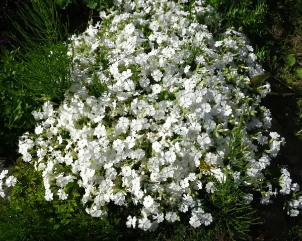 En tät matta av sommarflox i kruka, med små vita blommor som sprider sig över kanten.