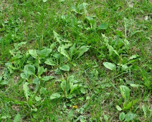 Gęsty trawnik z licznymi liśćmi babki lancetowatej, która jest popularnym chwastem w ogrodach.