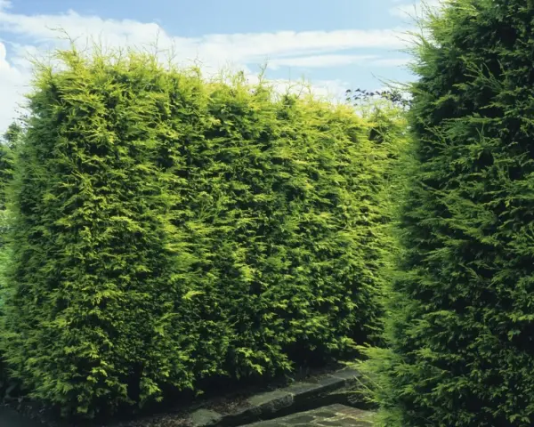 Gęsty, zielony cyprys na żywopłot tworzy naturalną barierę w ogrodzie.