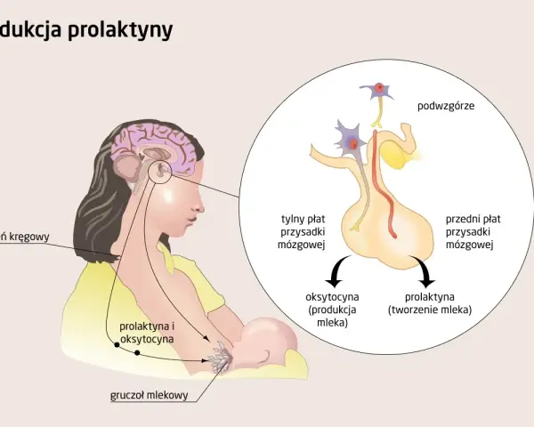 Wysoka prolaktyna: ginekolog czy endokrynolog - który specjalista pomoże?
