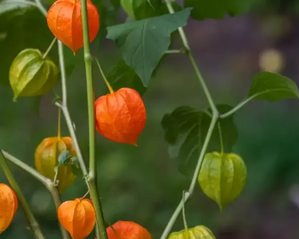 Pomarańczowe i zielone lampiony miechunki rozdętej zwisają z gałązek, tworząc jesienny bukiet.