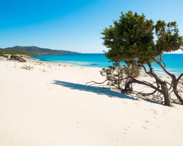 Dune sabbiose e un ginepro contorto su una delle splendide spiagge Sardegna, con mare turchese e cielo azzurro.