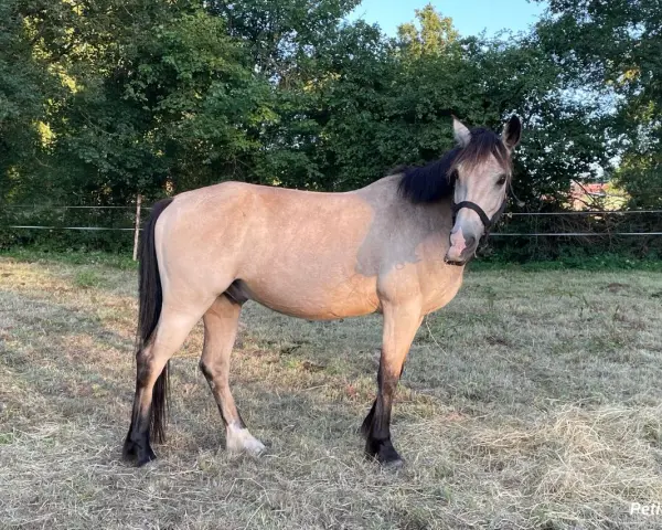 Un magnifique cheval louvet, au pelage clair et à la crinière sombre, se tient dans un pré verdoyant.
