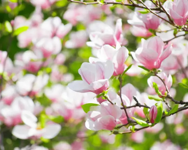 Vacker magnolia i full blom. En perfekt tid att plantera magnolia för att njuta av dessa rosa skönheter.