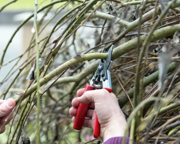 Hände schneiden Harlekinweide-Zweige mit einer roten Gartenschere.