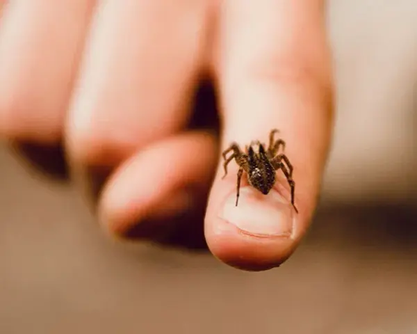 Jak się nazywa lęk przed pająkami i jak go pokonać?