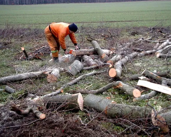 Drwal w pomarańczowym stroju tnie piłą mechaniczną ścięte drzewo na tle pola.