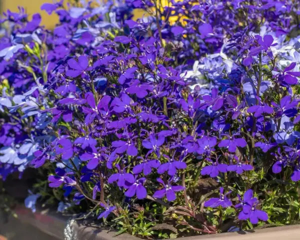 Lobelia z czym łączyć? Intensywnie fioletowe i jasnoniebieskie kwiaty lobelii tworzą piękną kompozycję w skrzynce.