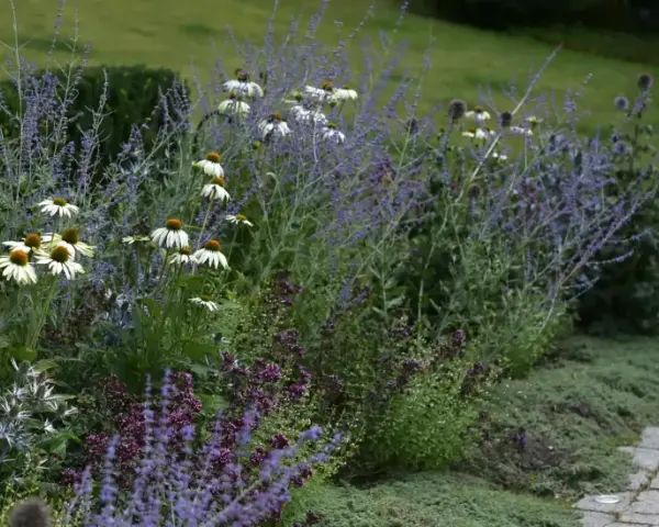 En vacker rabatt med vita solhattar, lila perovskia och en perenn som liknar chokladblomma.