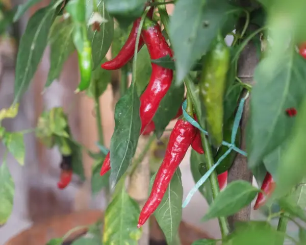 Dojrzała papryczka chili w doniczce, wśród zielonych liści. Kilka czerwonych i zielonych papryczek wisi na łodydze.