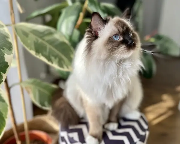 Piękny kot rasy Ragdoll z niebieskimi oczami siedzi obok rośliny. Zastanawiasz się, ile kosztuje Ragdoll?