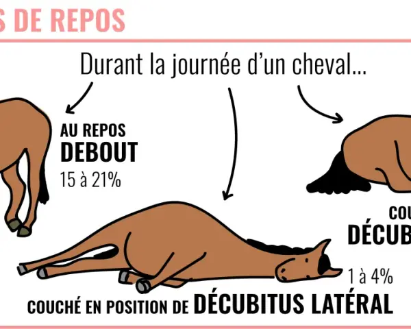 Mon vieux cheval se couche souvent. L'image montre un cheval au repos debout, couché sur le sternum et couché sur le flanc, illustrant les différentes postures de repos d'un cheval.