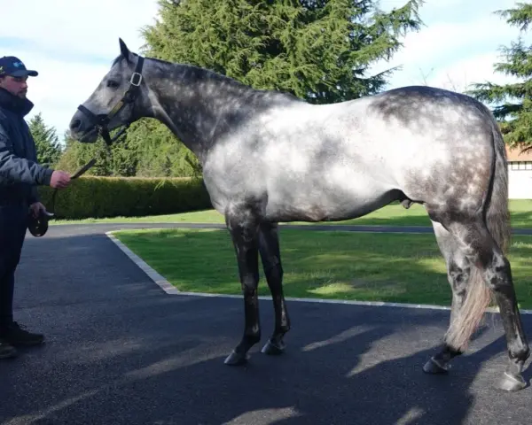 Un homme tient un magnifique cheval gris tacheté, un éphèbe pour toujours, sous un ciel bleu.