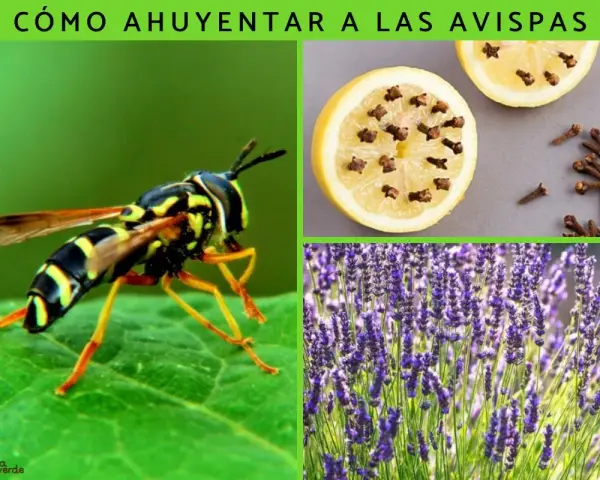 Curiosidades de las avispas: un insecto en una hoja, limones con clavos y lavanda.